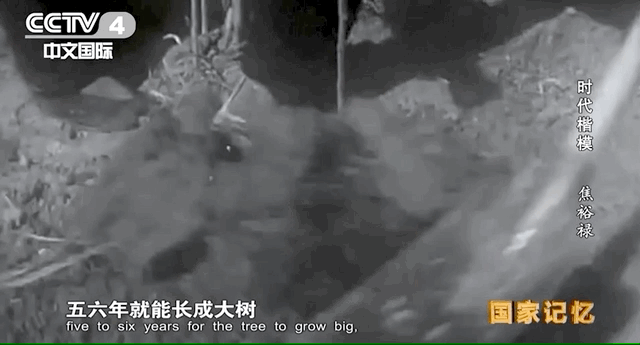 焦裕祿