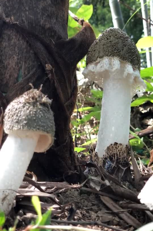 沈丹
