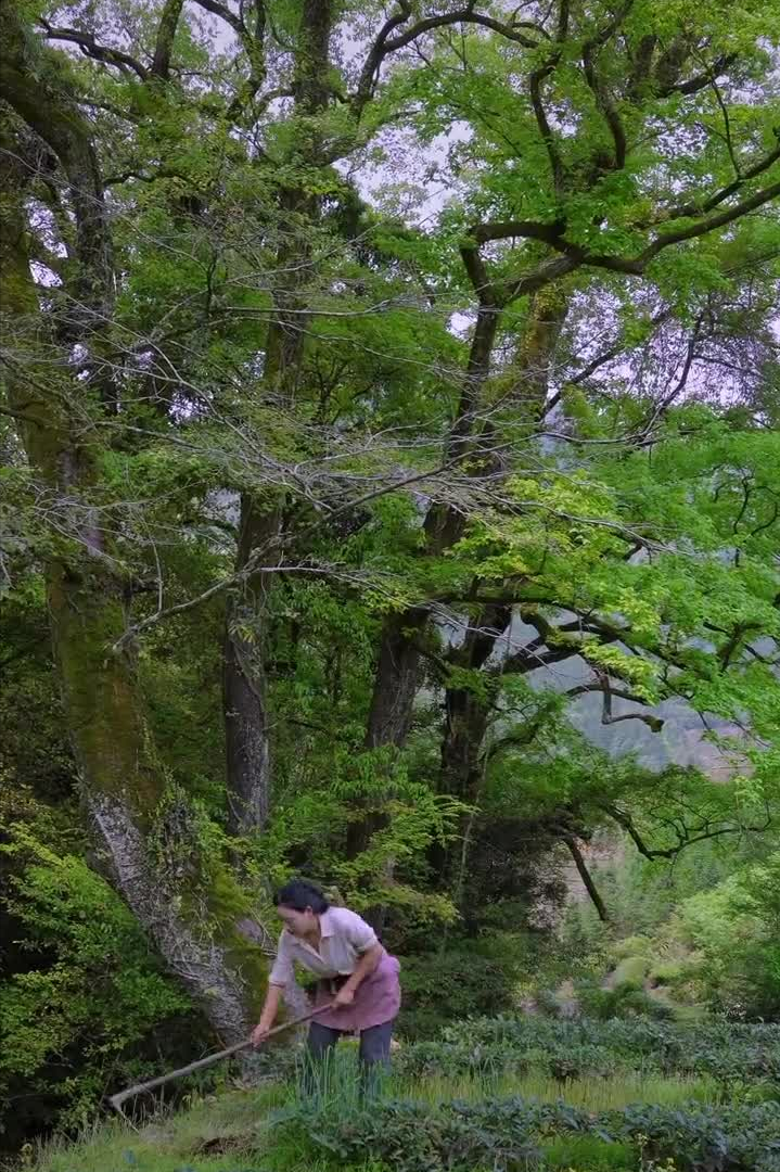 沈丹