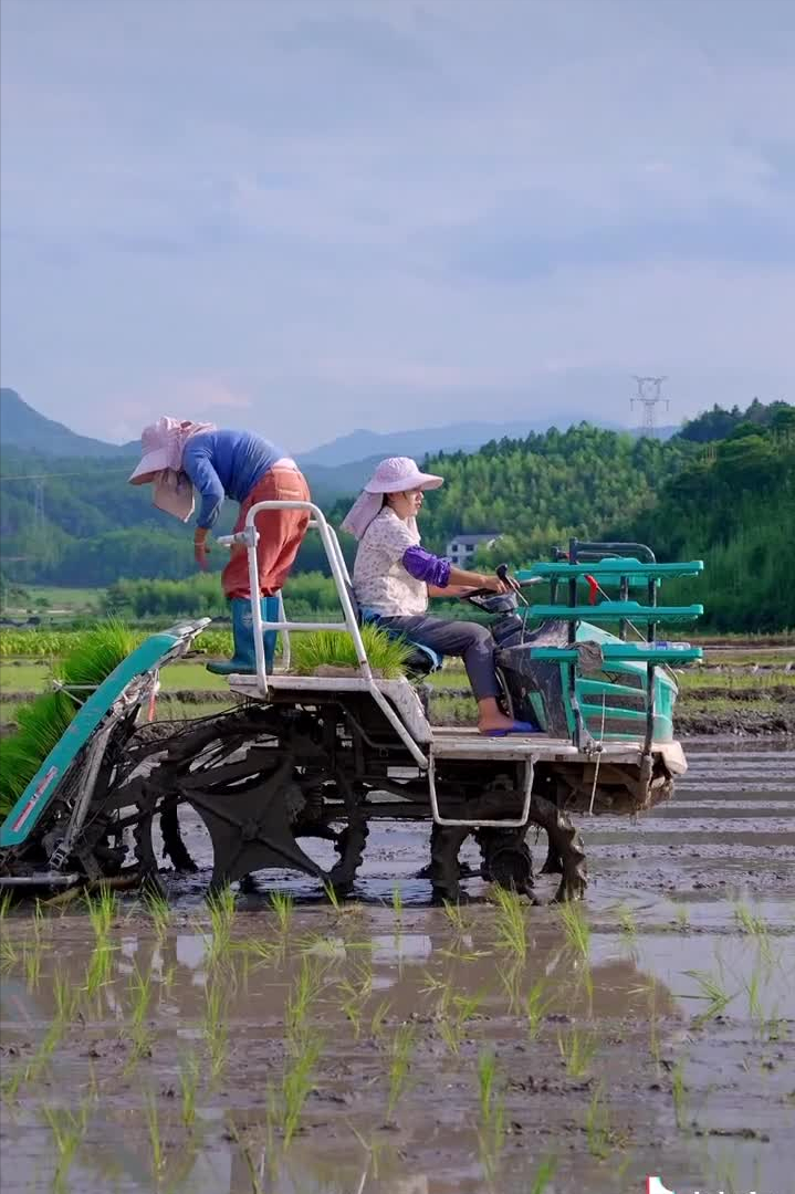 沈丹