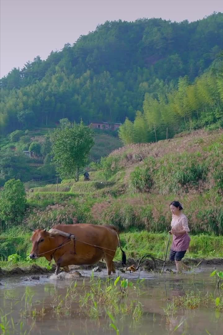 沈丹