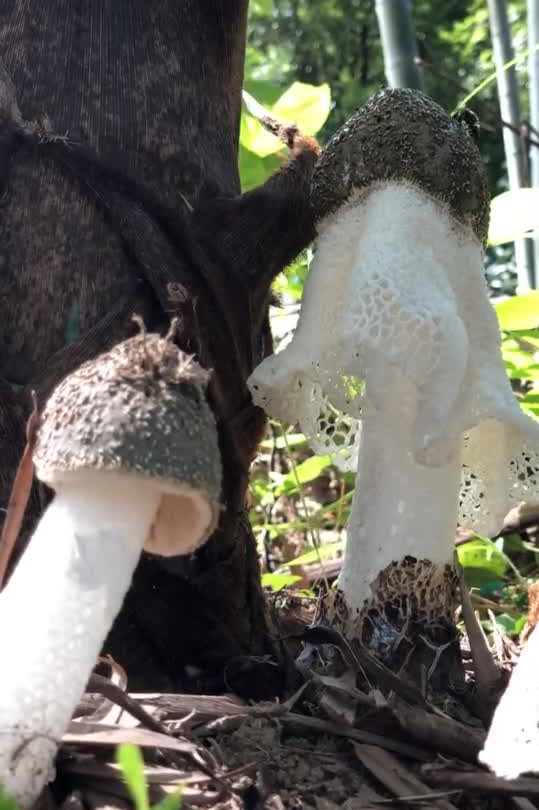 沈丹