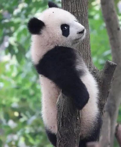 蚩尤