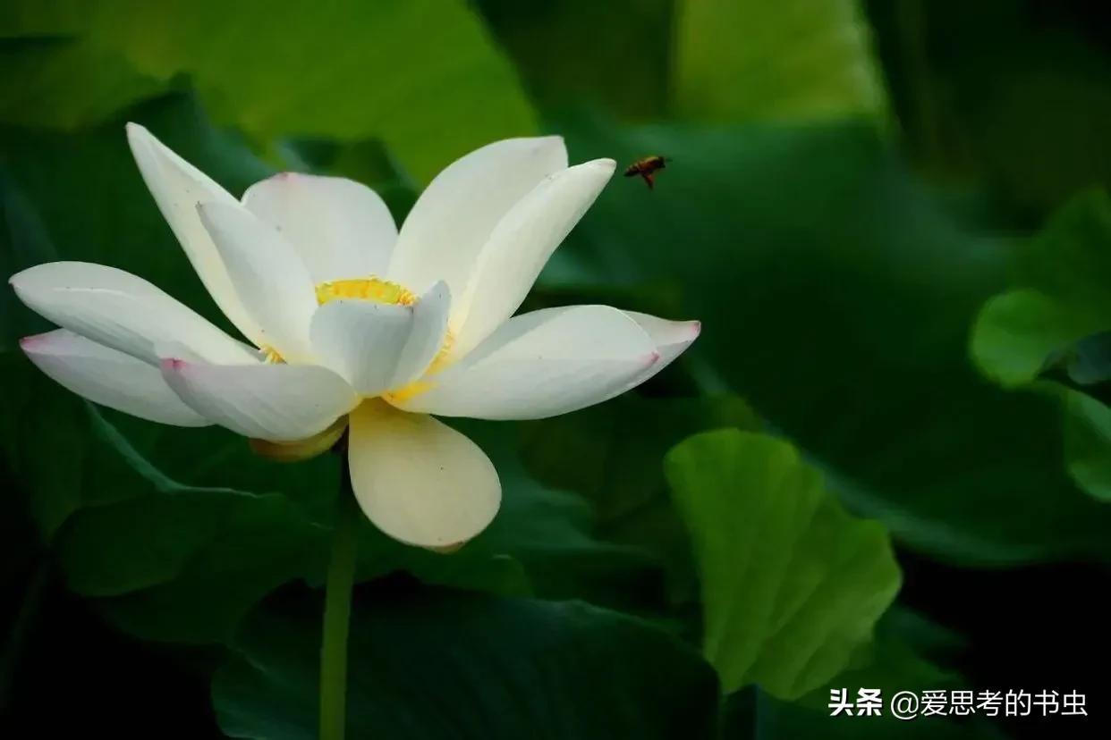 關漢卿