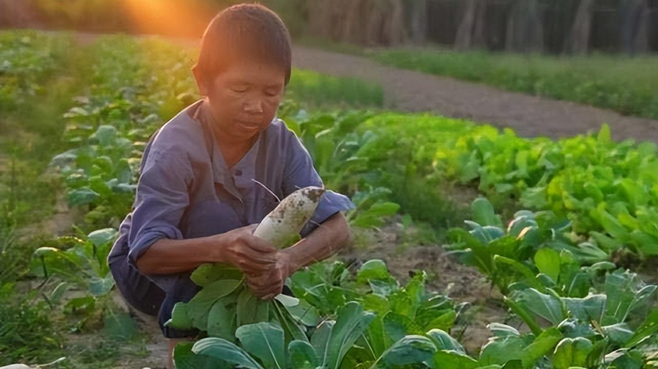 泰蜜