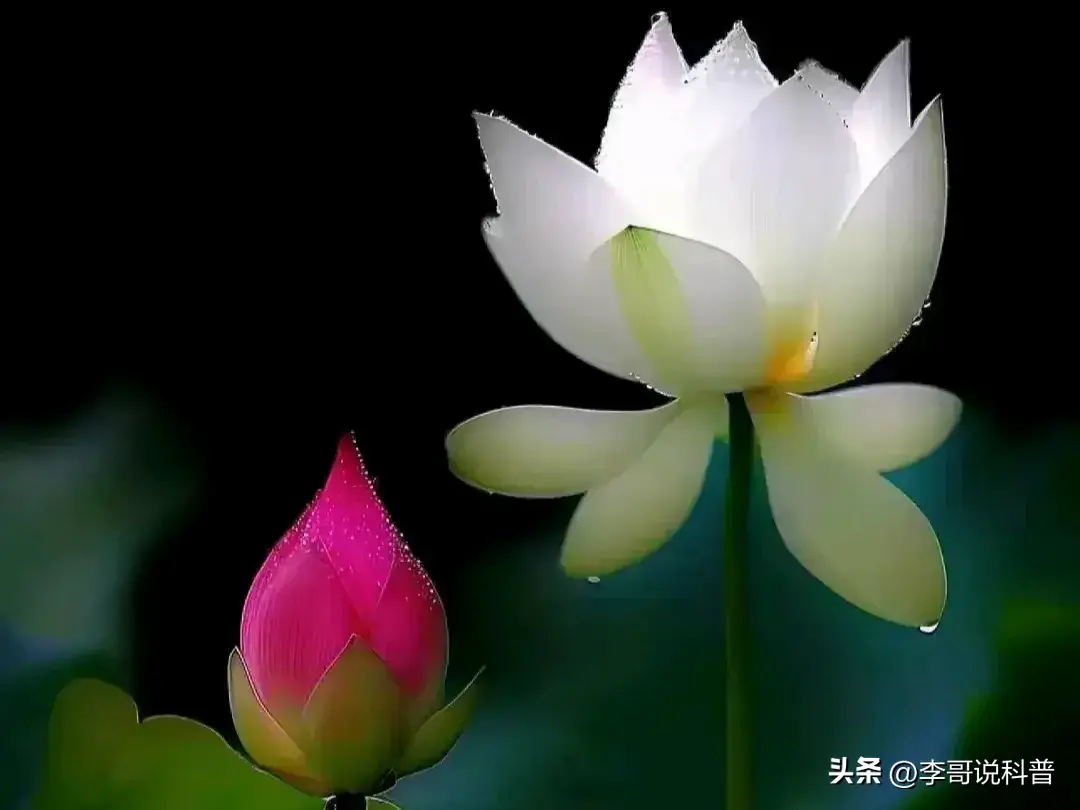 楚莊王