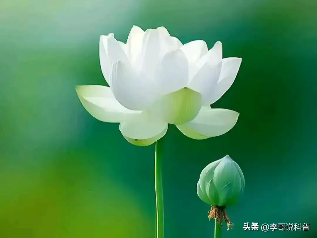 楚莊王