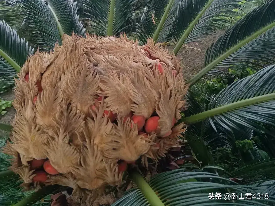 楚莊王