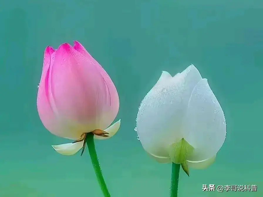 楚莊王