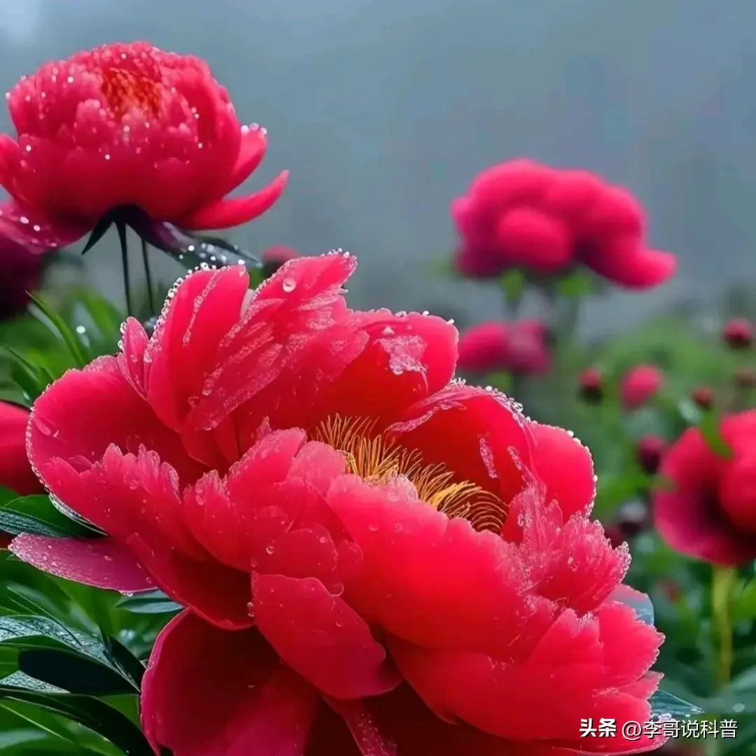 楚莊王