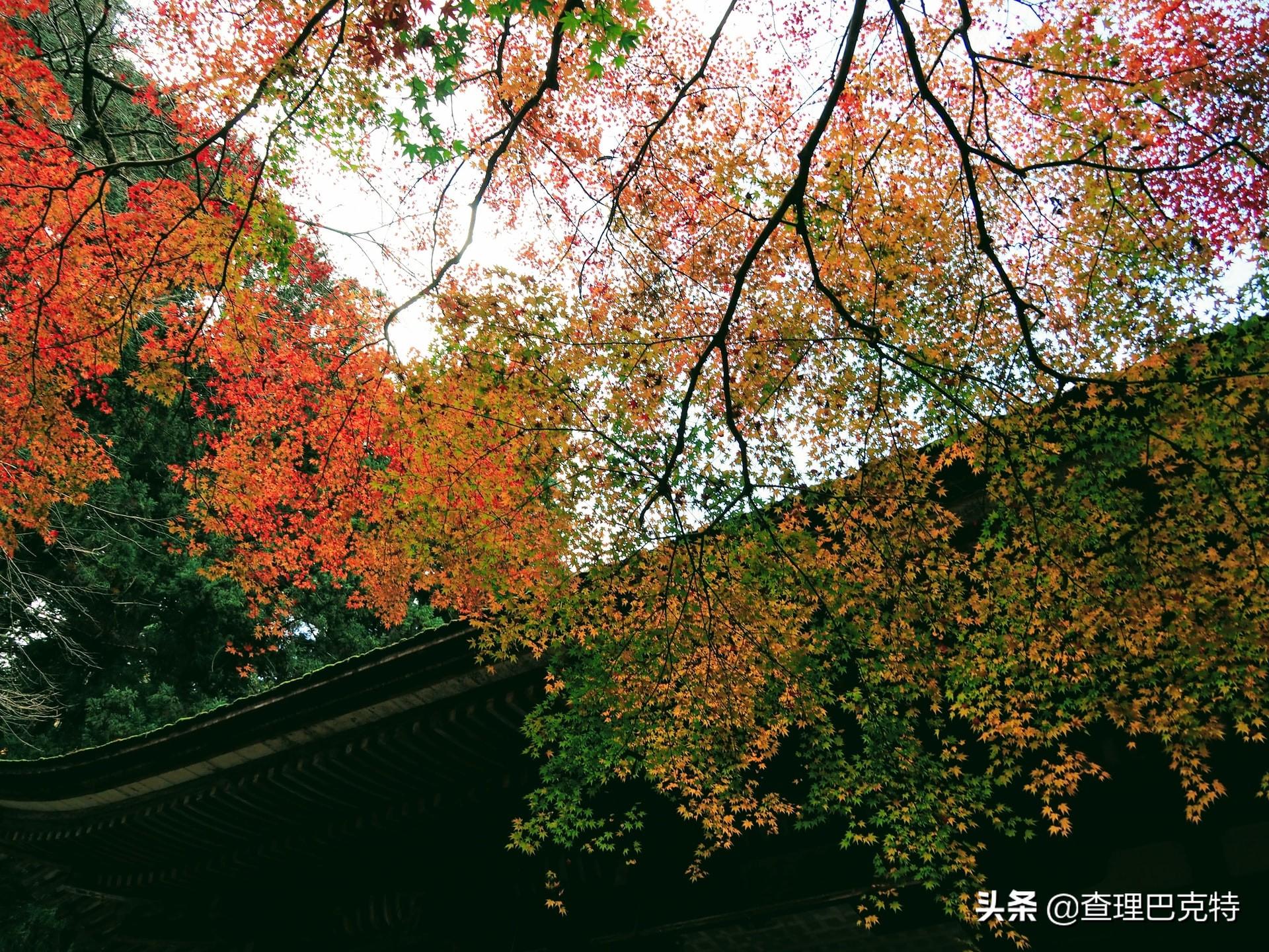陸遊
