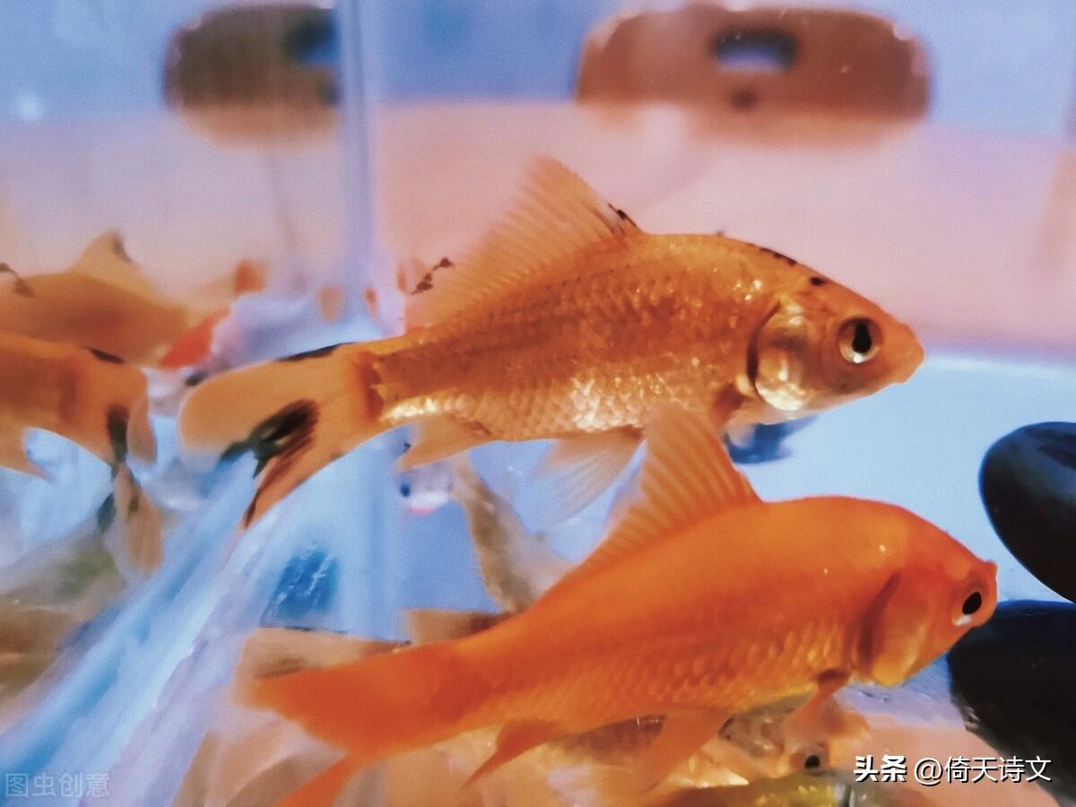 莊子