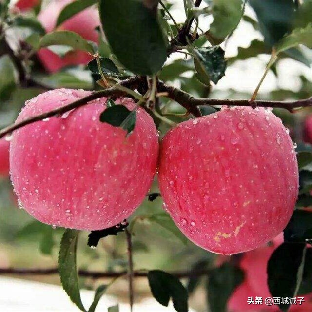孫一文