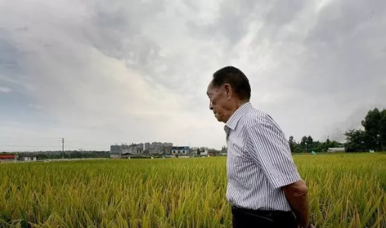 袁隆平