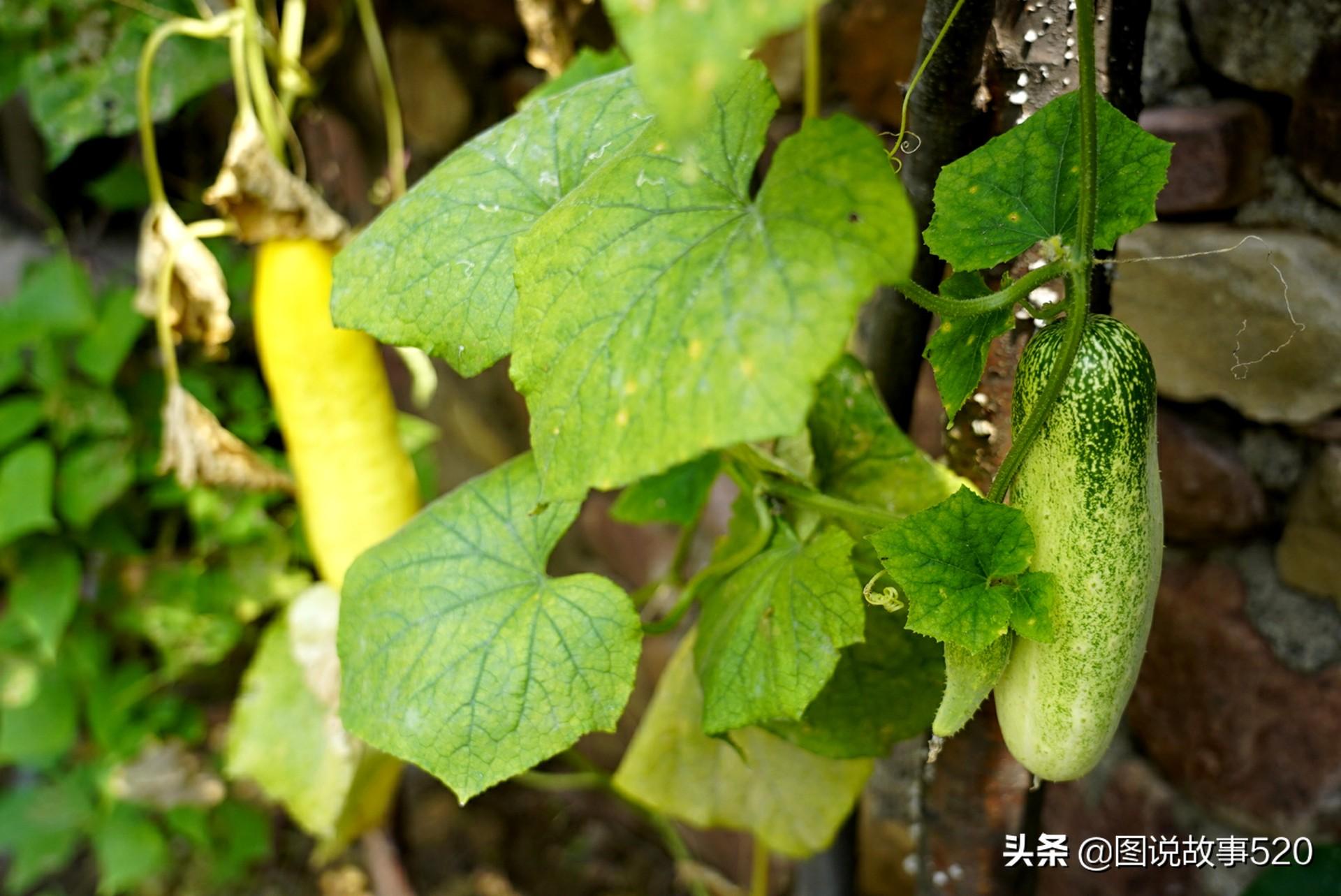 張騫