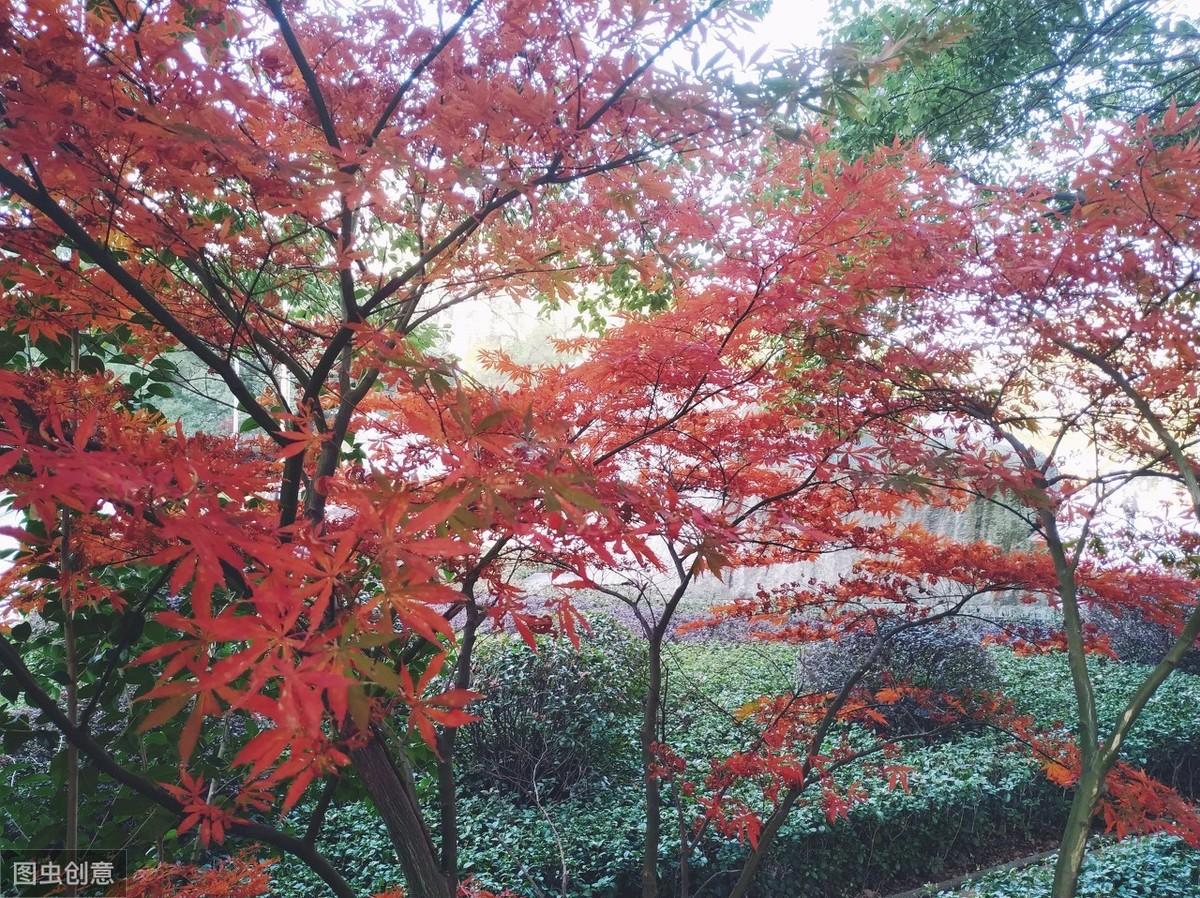陳淑樺