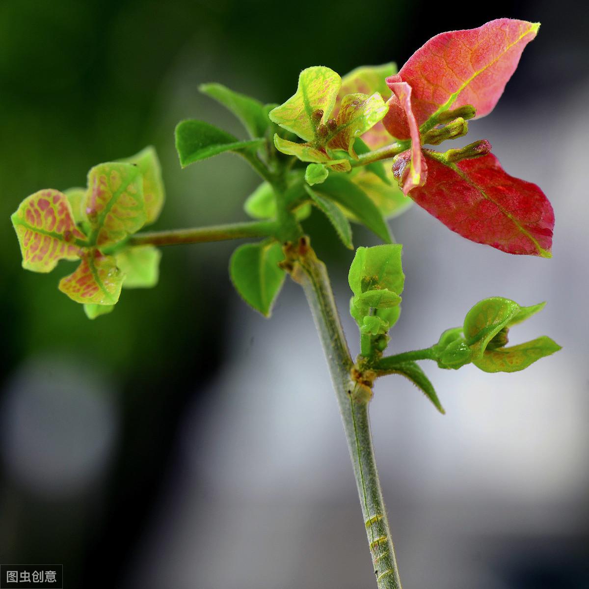 陳淑樺