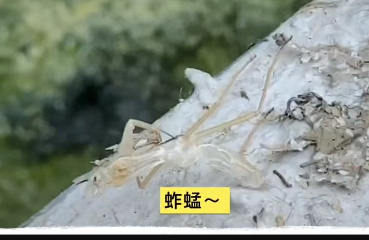 劉若英