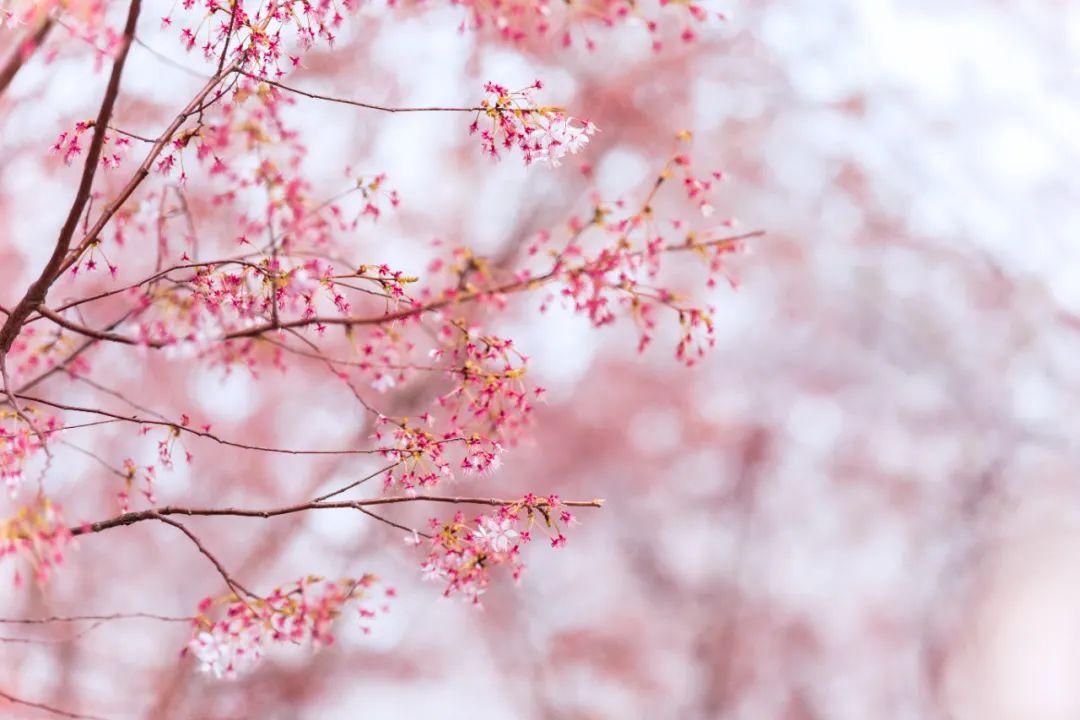 晏殊