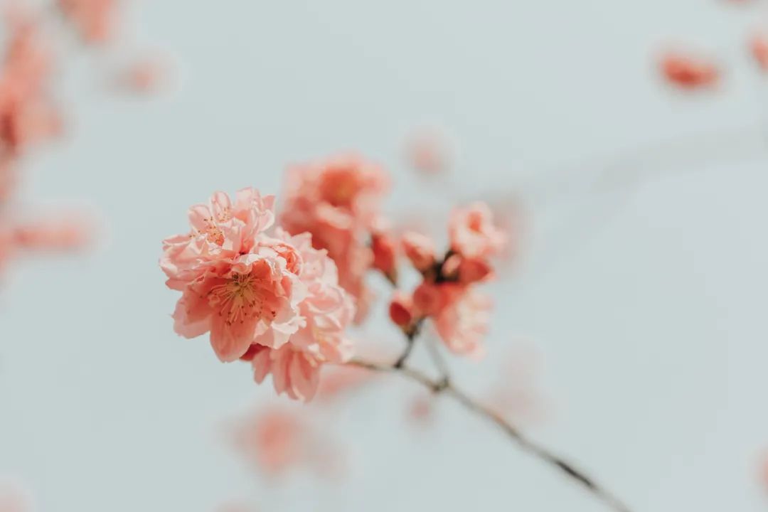 姜夔