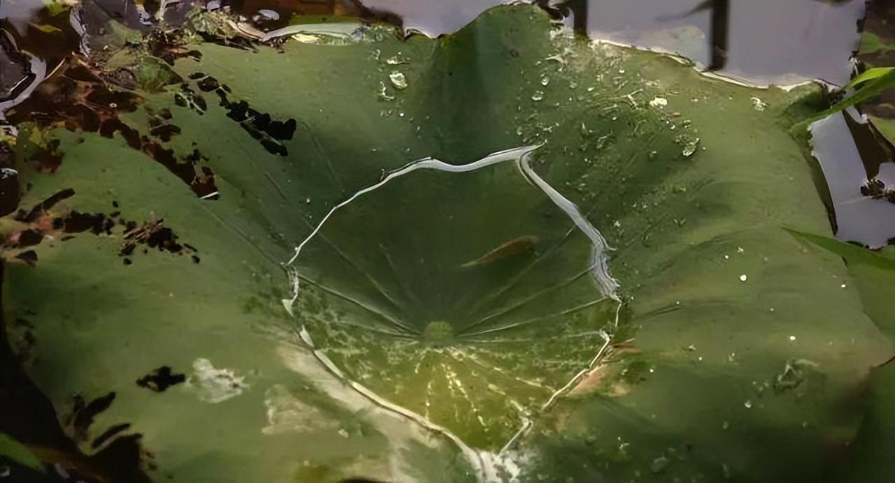 餘秀華
