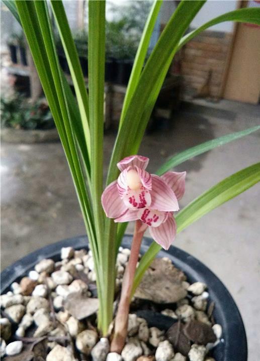 莫岱祥