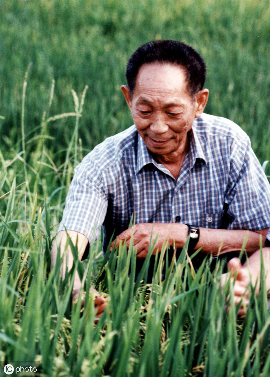 雜交水稻之父袁隆平簡介（首屆全國最高科學技術獎得主袁隆平）