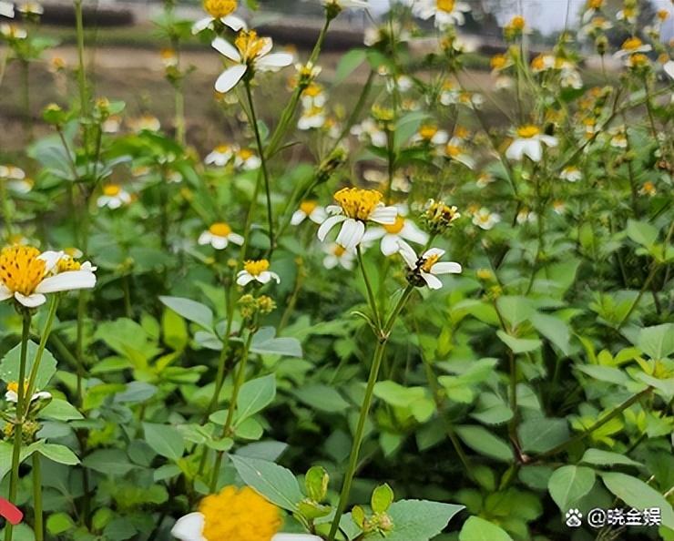 李維嘉
