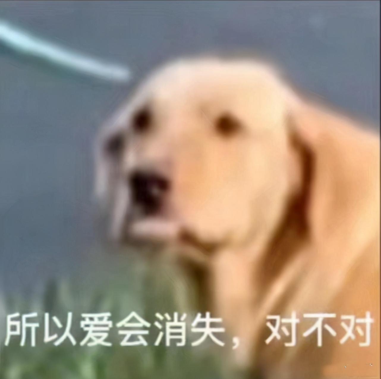 袁弘