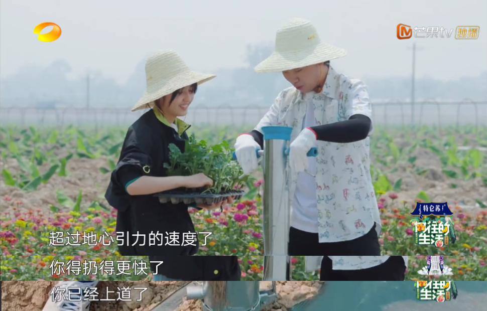 張子楓
