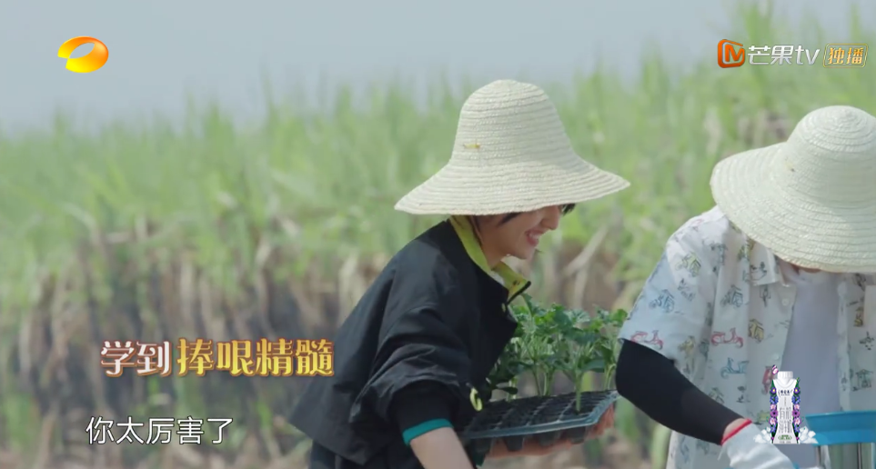 張子楓