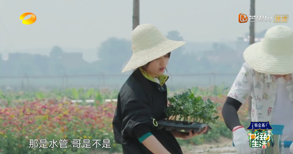 張子楓