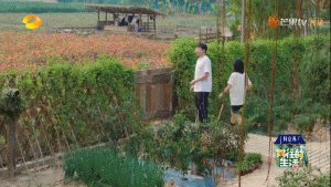 張子楓